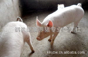 特價種豬供應 苗豬養殖 三元仔豬 母豬批發