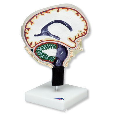 【进口脑脊液循环模型脑解剖模型脑脊液解剖模