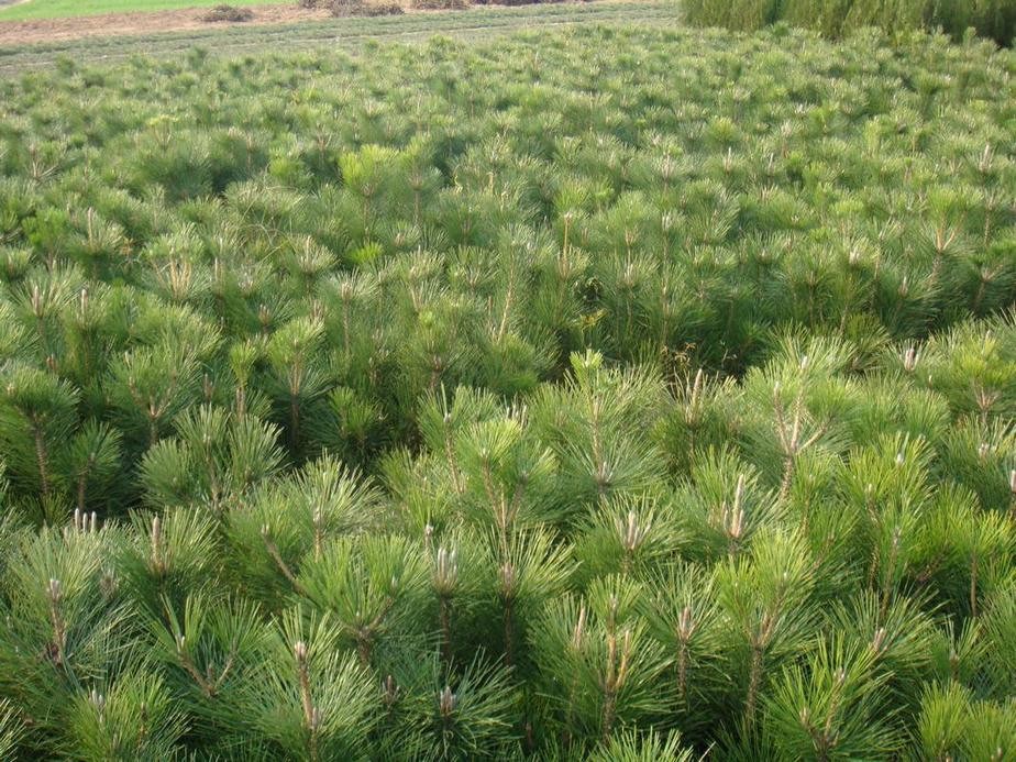 特价供应】大量黑松低价出售20-30黑松小苗-乔