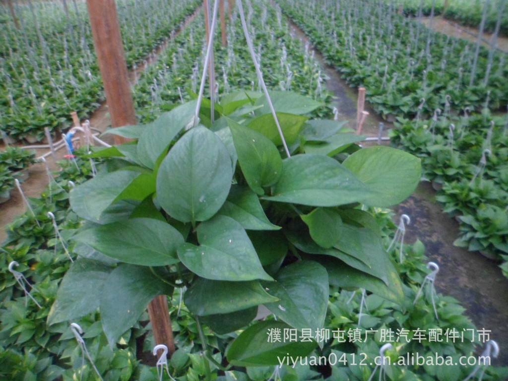 【绿箩盆景\/批发】价格,厂家,图片,其他园艺花卉