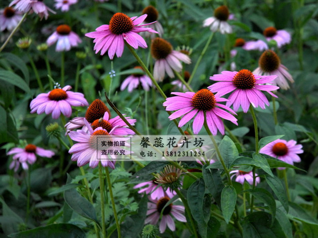 【花卉种子 草原松果菊种子 盆栽种植 阳台种植
