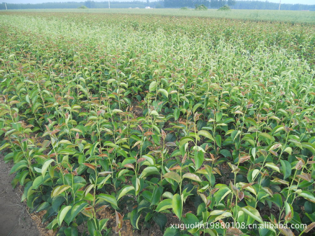 果树-供应圆黄、晚秋黄梨树苗-果树尽在阿里巴