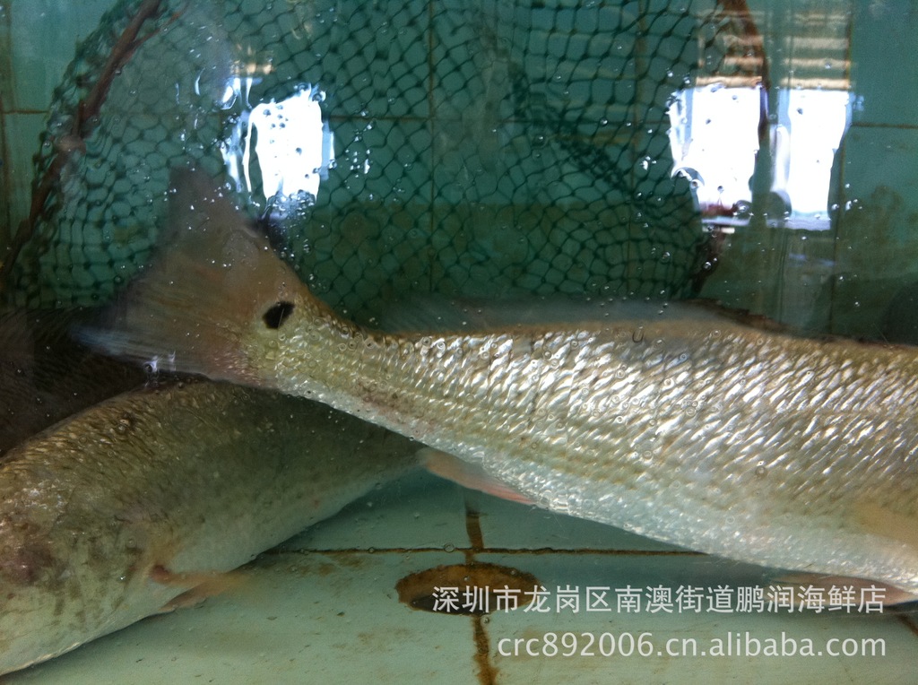 南澳本地生猛,新鲜,养殖,野生水产海鲜批发(白花鱼)