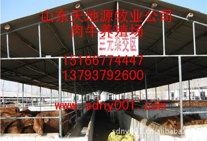 中国肉牛养殖现状中国牛羊养殖状况 牛羊养殖