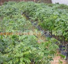黄梨木树_价格木树瓷罐_优质黄梨木树/采圆柱黄梨图片