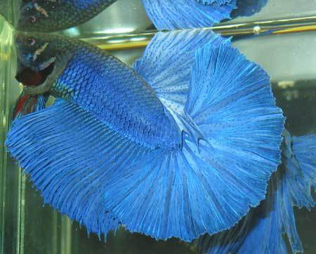 【摆地摊货源 子二代半月斗鱼 泰国斗鱼批发 诚