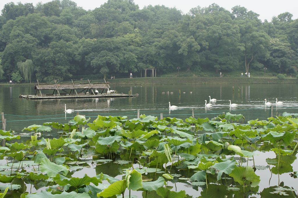 【西湖随手拍】+ 杭州西湖的荷花和鸭子