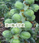 �����ӽ����Ӹ�������/��ɫ�߲�����/������ʳ����