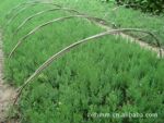 基地直销100万蜀桧小苗