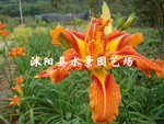【水景园艺诚销】盆栽工程优质红运萱草（品种齐全 价格低廉） 