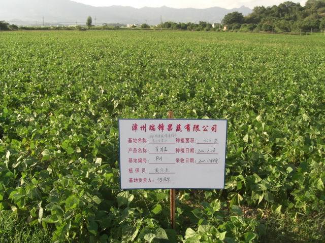 【青刀豆段已售完销售出口食品冷冻青刀豆段长