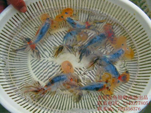 花水泡金鱼_副本1