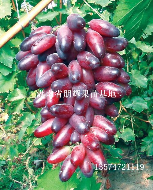 【湖南果苗批发优质葡萄种苗 美人指葡萄苗 适