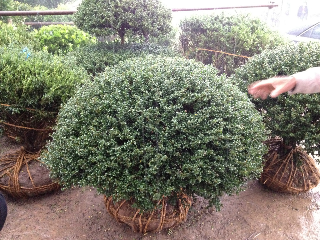 萧山苗圃直供 精品龟甲冬青球p100-200园林绿化
