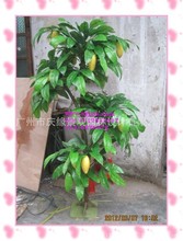 室内摆设柠檬树_柠檬树价格_优质柠檬树批发