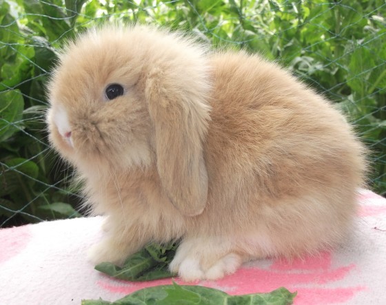【批发各种品种的荷兰宠物兔 漂亮 活泼 疫苗已