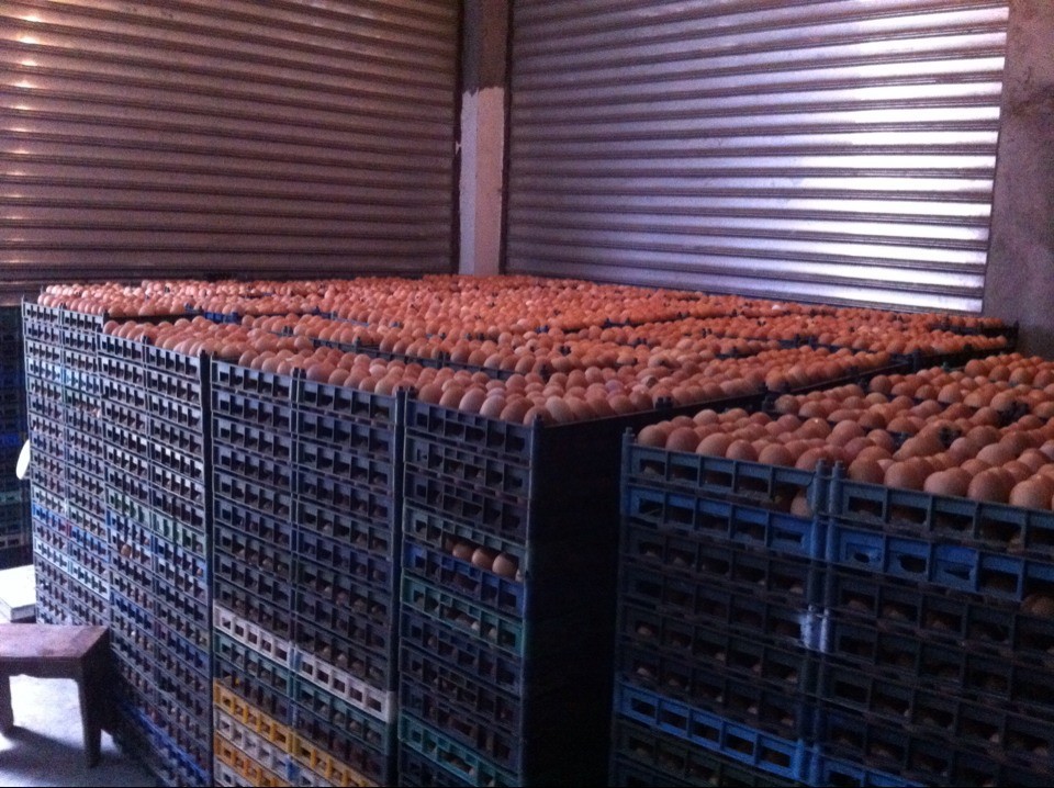 鲜鸡蛋-批发鲜鸡蛋--阿里巴巴采购平台求购产品