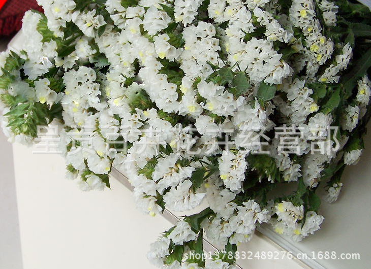 花店鲜花供货,云南花卉批发,婚礼用花直供,配花(勿忘我)图片_4