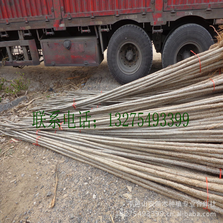 乔木-供应杨树苗 107速生杨树苗 一年两年杨树