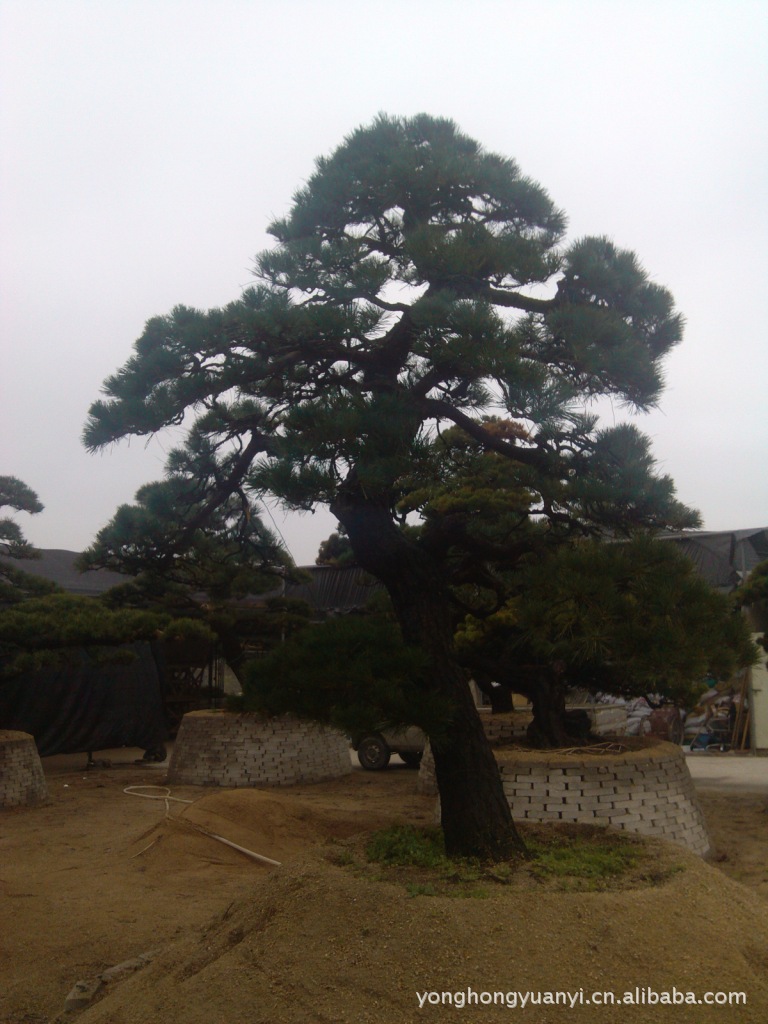 【出售黑松盆景,造型黑松。日本进口黑松。罗