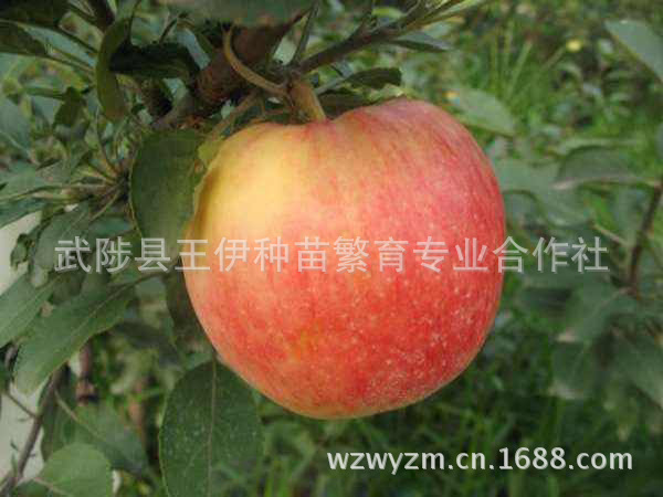 【低价供应K12早熟苹果树苗 新品种苹果苗】