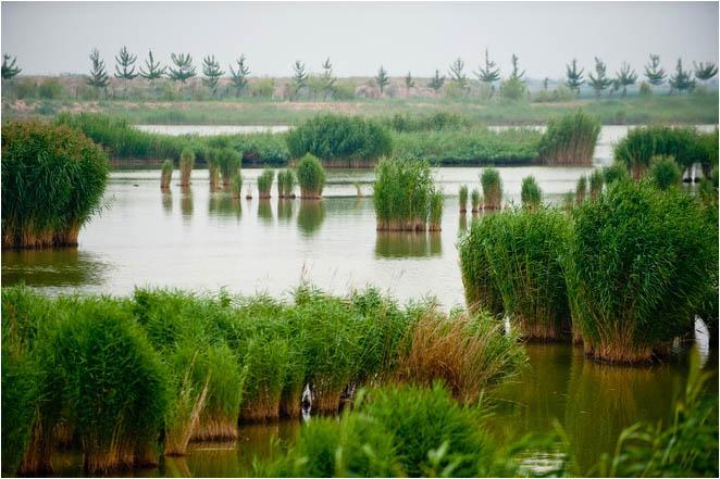<em>水生植物</em>-芦苇种苗白洋淀野生,保土固堤生态净