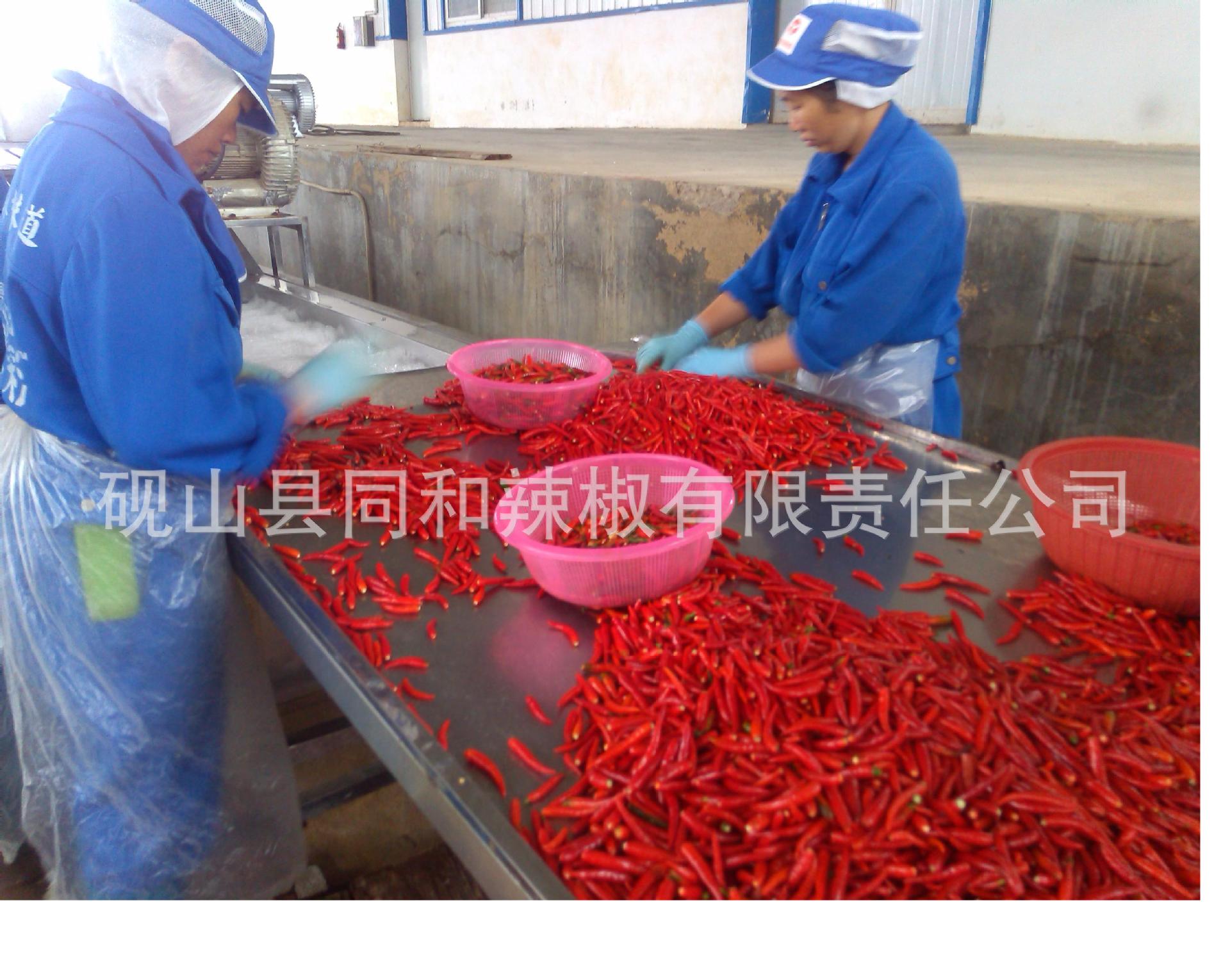 厂家供应大量剁辣椒,剁红米辣椒,剁辣椒报价