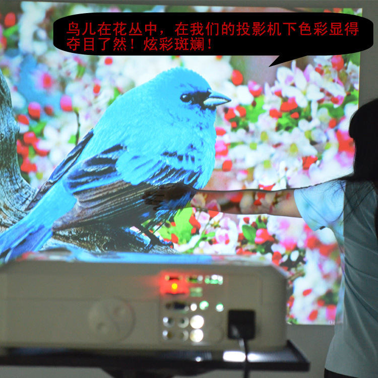 关灯拍摄的鸟儿