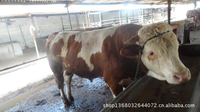 牛-山东嘉祥德邦牧业长期供应西蒙塔尔牛 肉牛