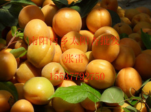 黄杏批发 金太阳杏子凯特杏子供应优质新鲜金太阳杏子凯特杏子