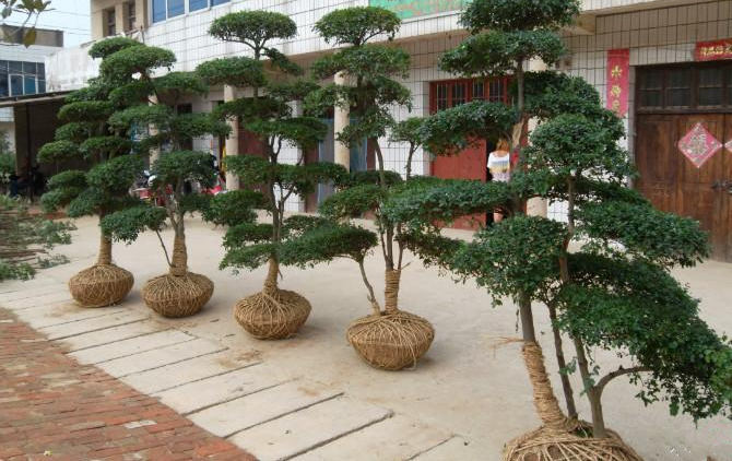 <em>小叶女贞盆景</em> 四季常青 耐寒 批发盆景 造型盆景