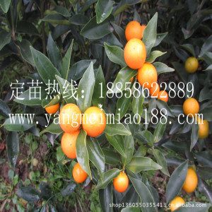 【橘子苗】橘子苗价格\/图片_橘子苗批发\/采购