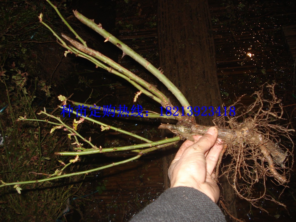 常见藤本植物图谱》【摘要_常见绿化植物图谱 ...