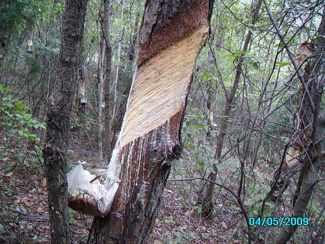 松树油-松树油--阿里巴巴采购平台求购产品详情