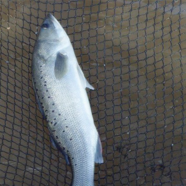 鲈鱼-淡水活鲈鱼--阿里巴巴采购平台求购产品详