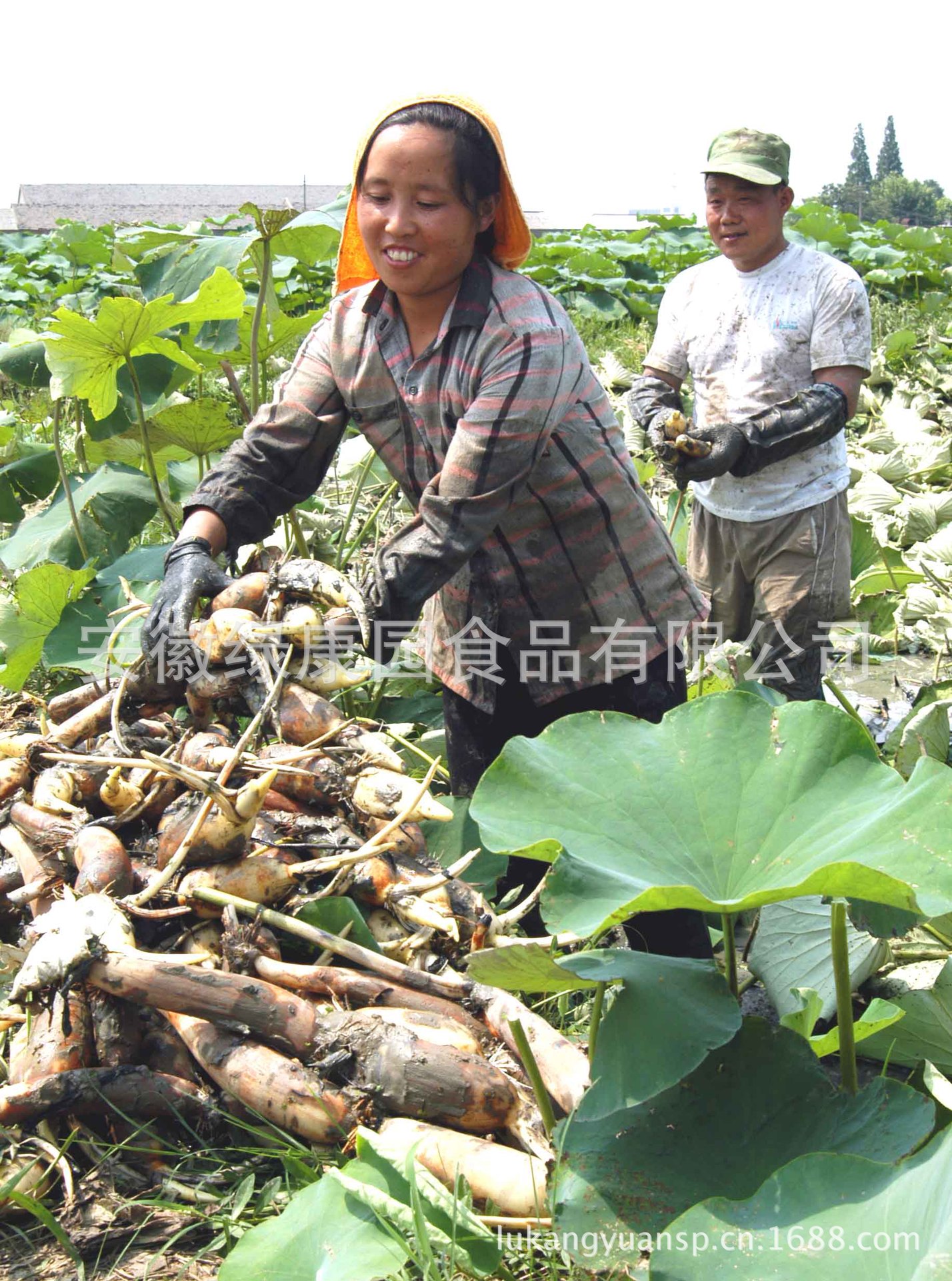 优质莲藕 产地直销 大量供应 花香藕