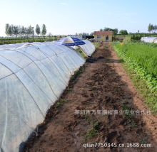 地瓜苗_地瓜苗批发_地瓜苗供应