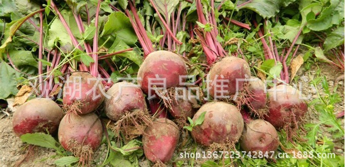 【阿里农业创富故事】第13期:养生甜菜根热销