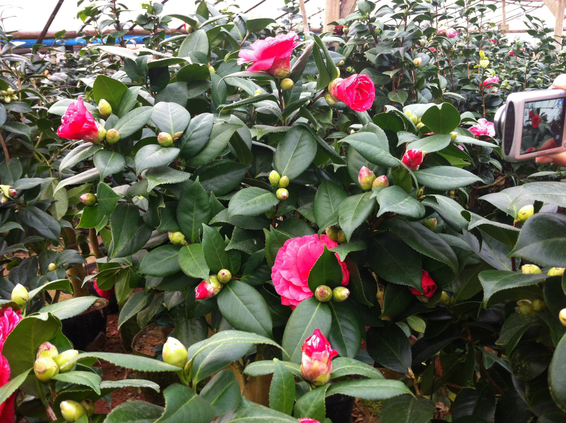 【供应情人节茶花 极品茶花 品种保证 年宵花卉