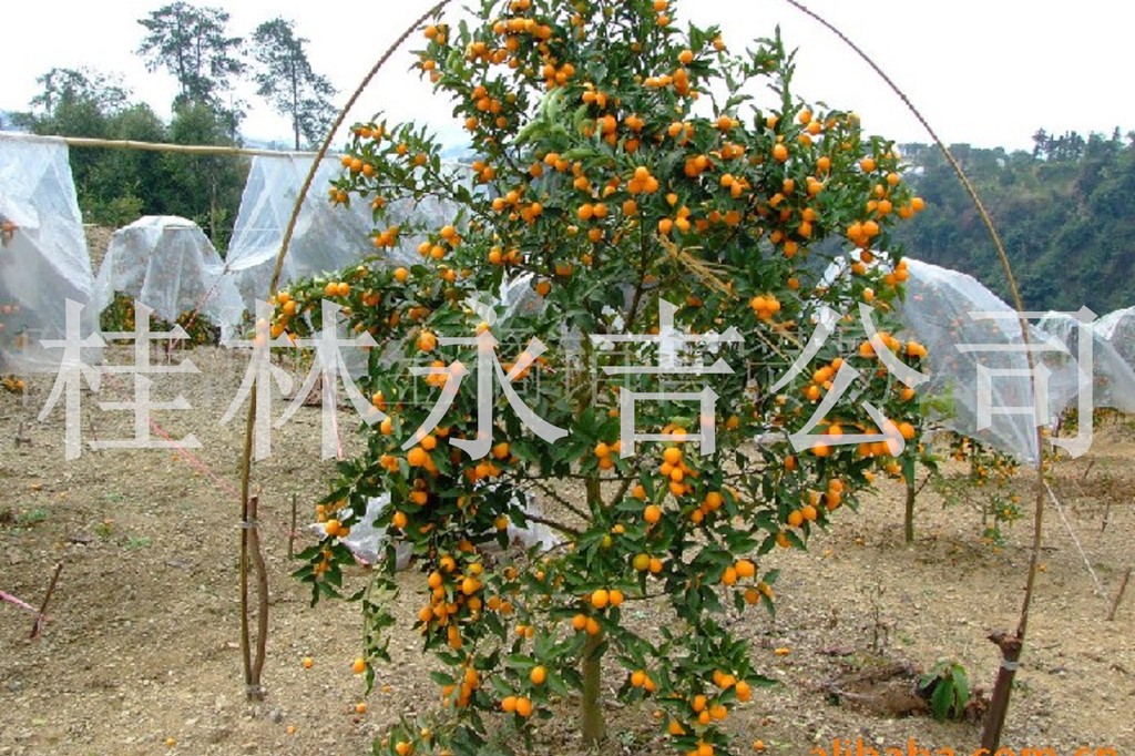 果树-大量供应广西桂林本地 金桔树-果树尽在阿