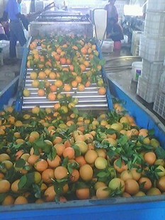 果蔬加工设备-水果脐橙清洗分级机-果蔬加工设