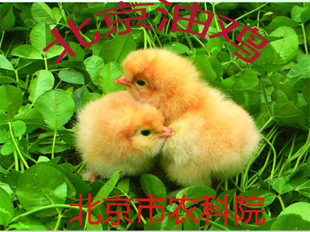常年供应北京油鸡(中华宫廷黄鸡)雏鸡