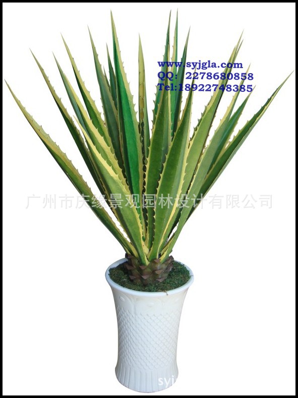 conew_conew_龙舌兰(中)-25叶(24中85cm