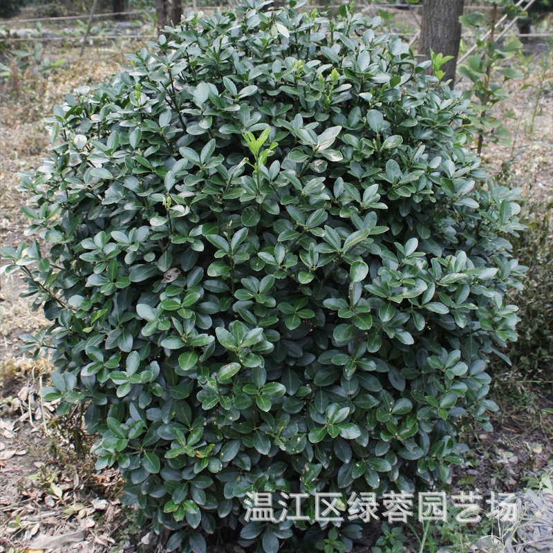 木 万年青盆景苗木等 厂家直销 园林植物图片,厂