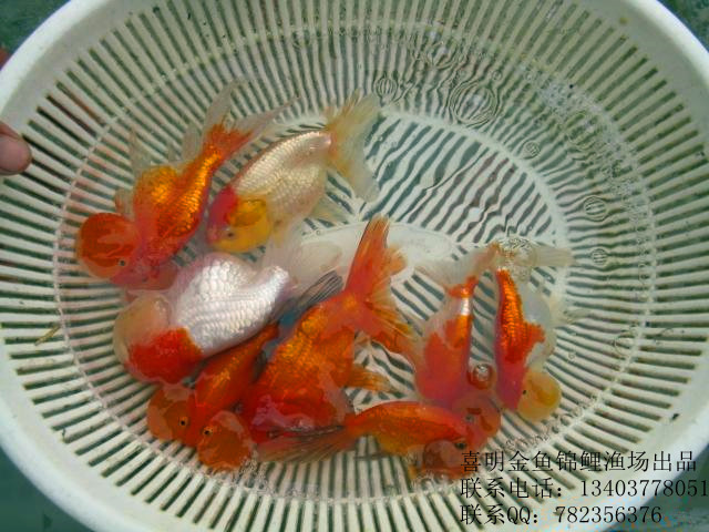 水泡金鱼_副本1