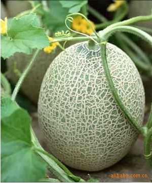 【进口品种 无公害新品瓜果 网纹瓜 上等口感 量