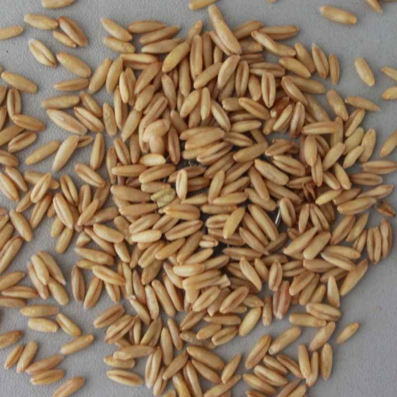 粮食作物种子-实体店大量批发大麦种子 营养丰