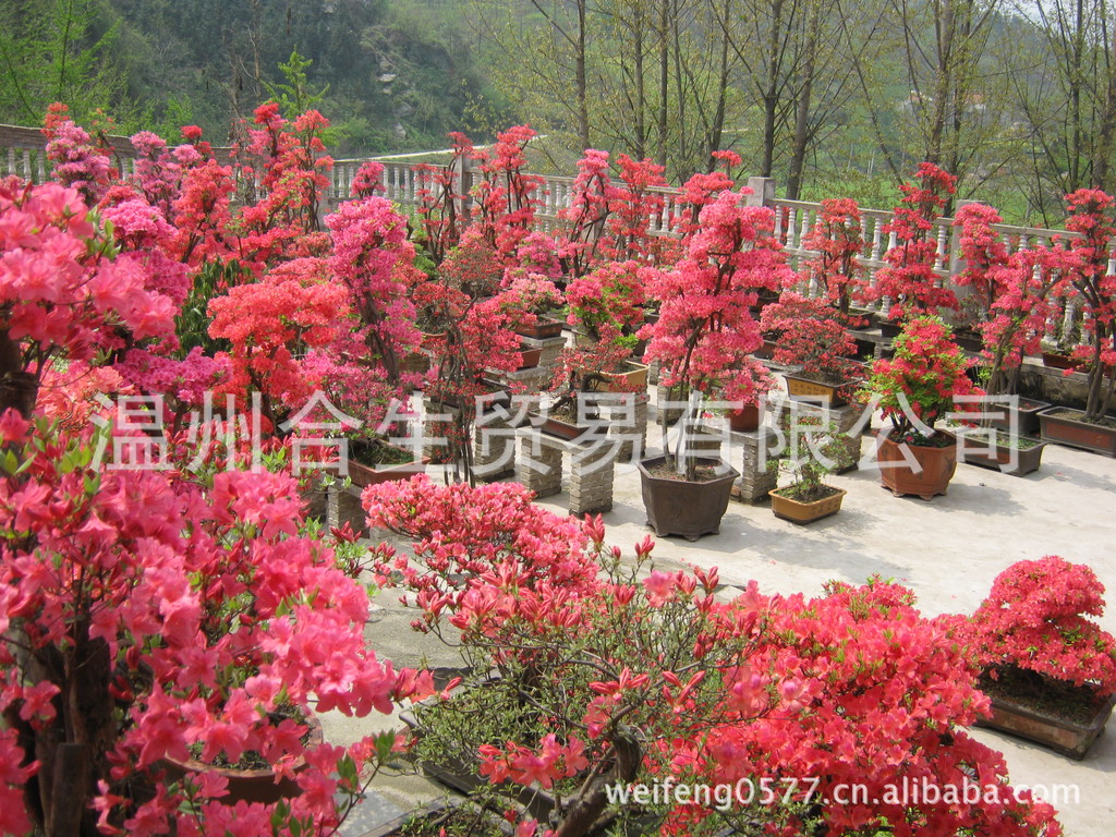 03年映山红盆景作品