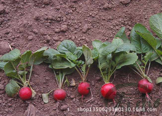 蔬菜种子、种苗-の 蔬菜种子 进口萨丁樱桃萝卜