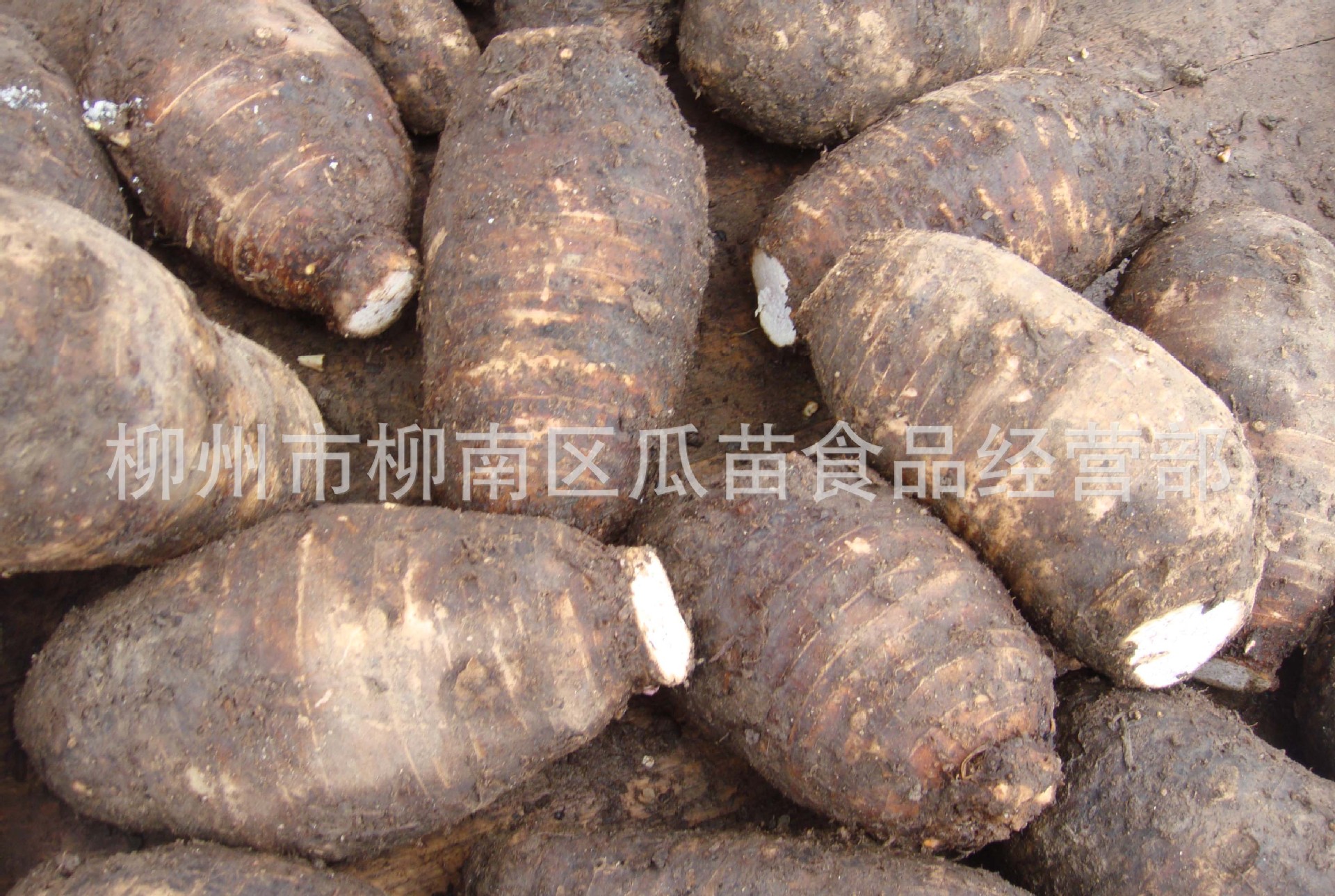 产地直供 广西特产 1斤左右粉香槟榔芋 正宗荔浦竽头 特价批发